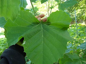platanus occidentalis ( platane occidental )
